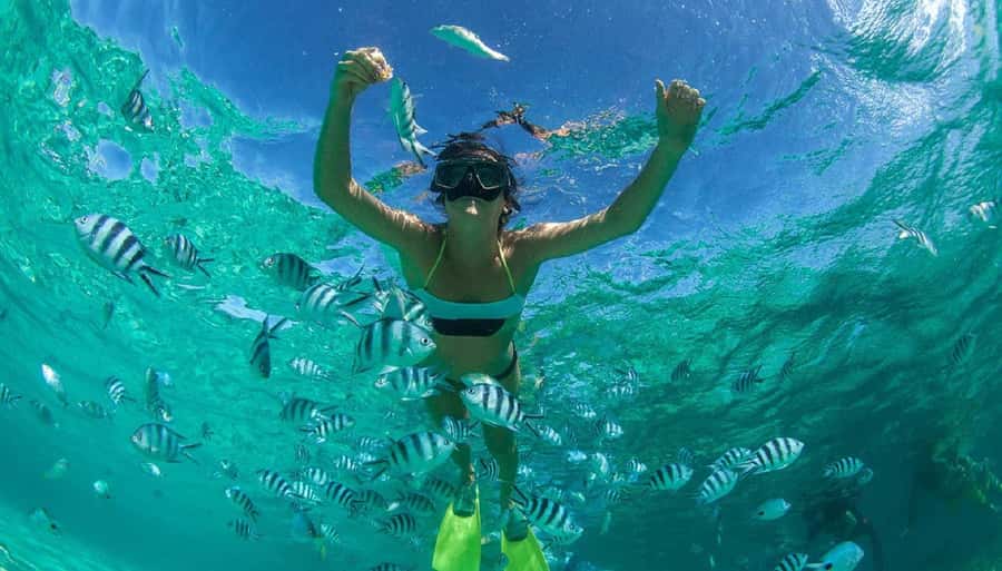 Muscat: Dolphin Watching and Snorkeling Tour - Who Should Book This (And Who Should Skip It)