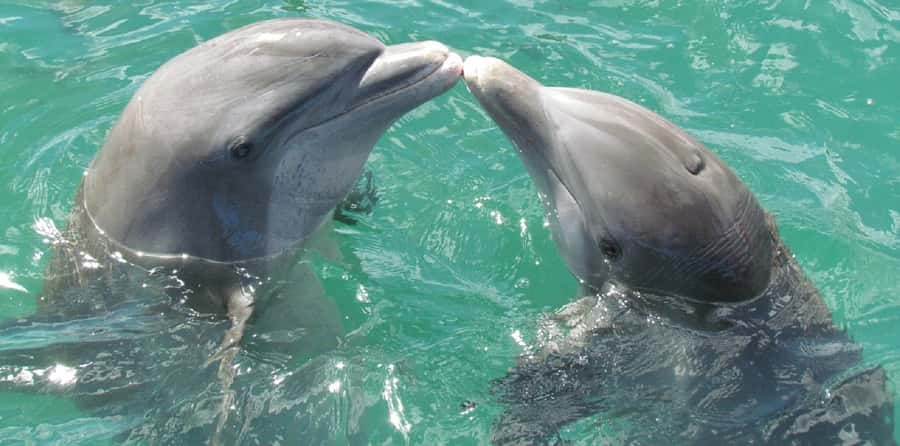 Muscat: Dolphin Watching and Snorkeling Tour - Motion, Weather, and Seasickness Reality Check