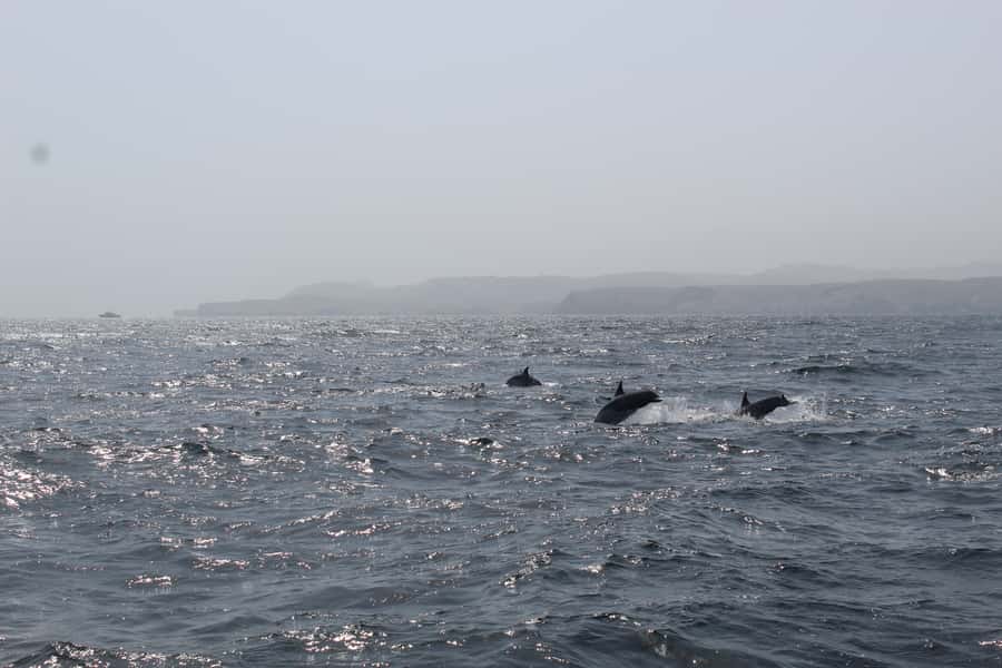 Muscat: Dolphin Watching and Snorkeling Tour By Speed Boat - The 10am Plan: Dolphins First, Then Snorkeling