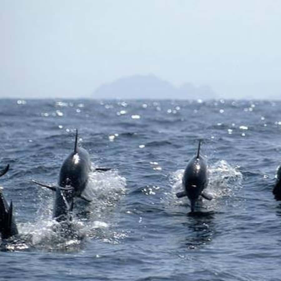 Muscat: Dolphin Watching and Snorkeling Trip - The 2-hour dolphin watching stretch