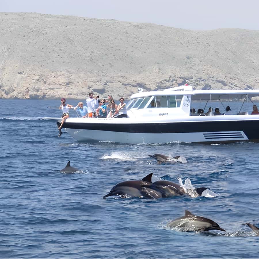 Muscat: Dolphin Watching and Snorkeling Trip - Snorkeling in clear water: what you’ll likely see