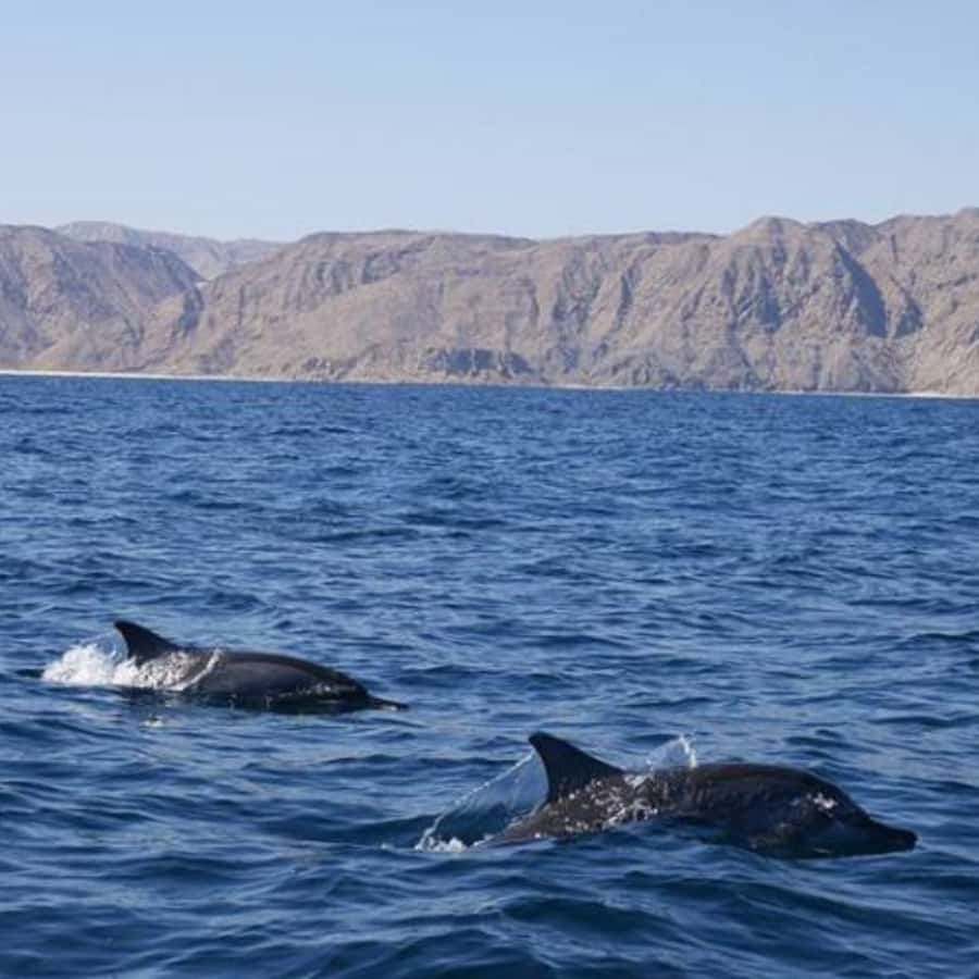 Muscat: Dolphin Watching and Snorkeling Trip - What the $57 price really buys you