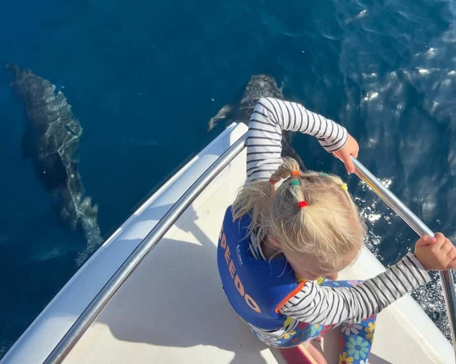 Muscat: Dolphin Watching Boat Amazing Trip - Where You Board: Marina Bandar al Rowdha and the Two Departure Times
