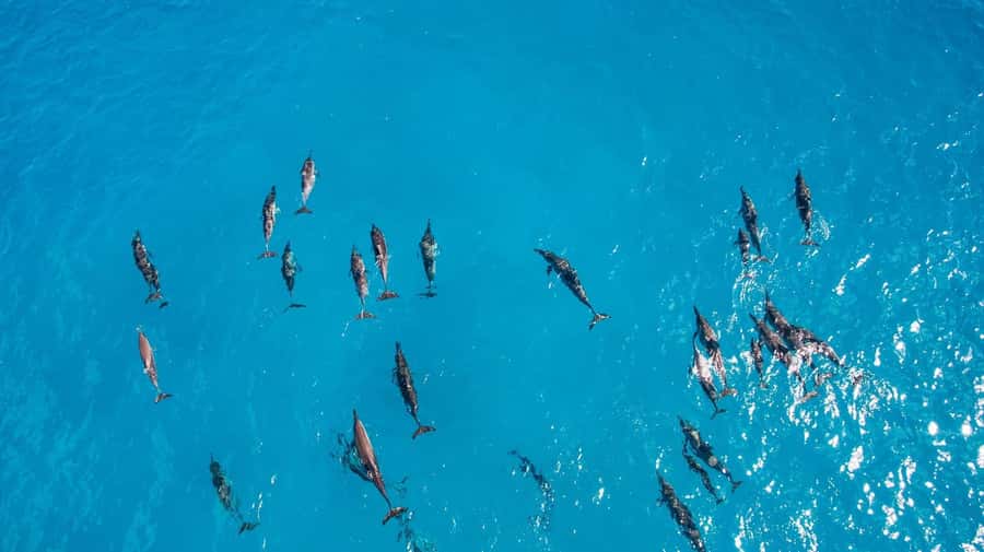 Muscat: Dolphin Watching Boat Amazing Trip - Weather Rules: When You Should Expect a Change