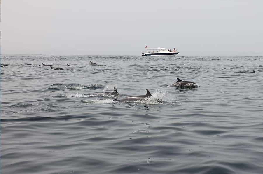 Muscat: Dolphin Watching Boat Amazing Trip - What to Bring (and What to Skip)