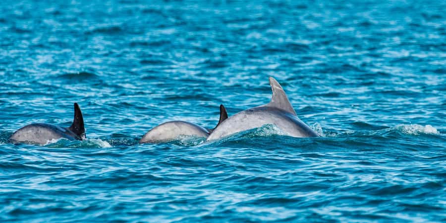 Muscat: Dolphin Watching Boat Amazing Trip - What Happens Before You Even See Dolphins