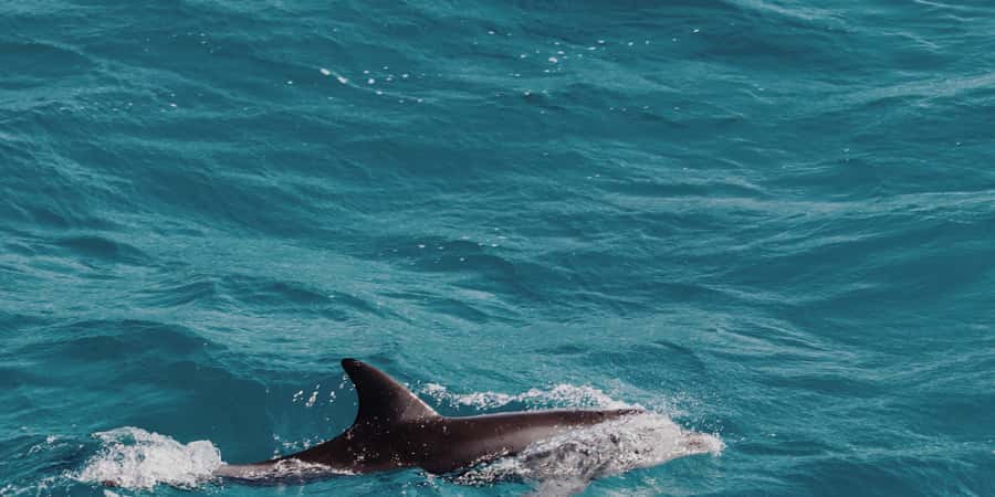 Muscat: Dolphin Watching Boat Tour - Key highlights before you go