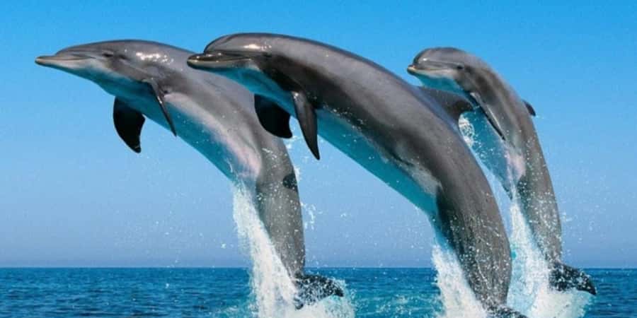Muscat: Dolphin Watching Boat Tour - Dolphin Watching in Muscat: Why This 2-Hour Trip Works