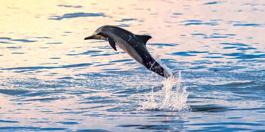 Muscat: Dolphin Watching Boat Tour - The Dolphin-Spotting Game Plan: Offshore Scanning and Pod Behavior