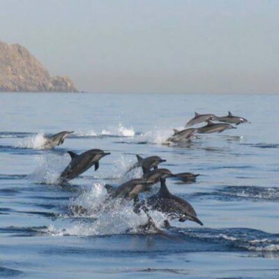 Muscat: Dolphin Watching Boat Trip with Snacks & Local Guide - Two daily departures (8–10 and 10–12): choosing your best slot