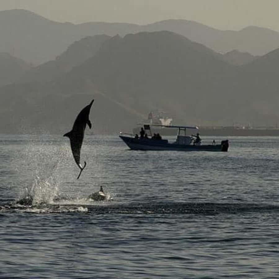Muscat: Dolphin Watching Boat Trip with Snacks & Local Guide - Coastal sights you’ll see: Arch Rock and the Bustan Palace views