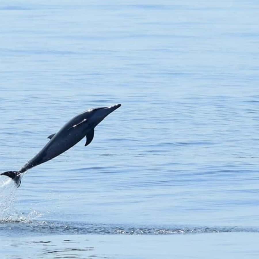 Muscat: Dolphin Watching Boat Trip with Snacks & Local Guide - Who this tour suits best (and who may want to plan differently)