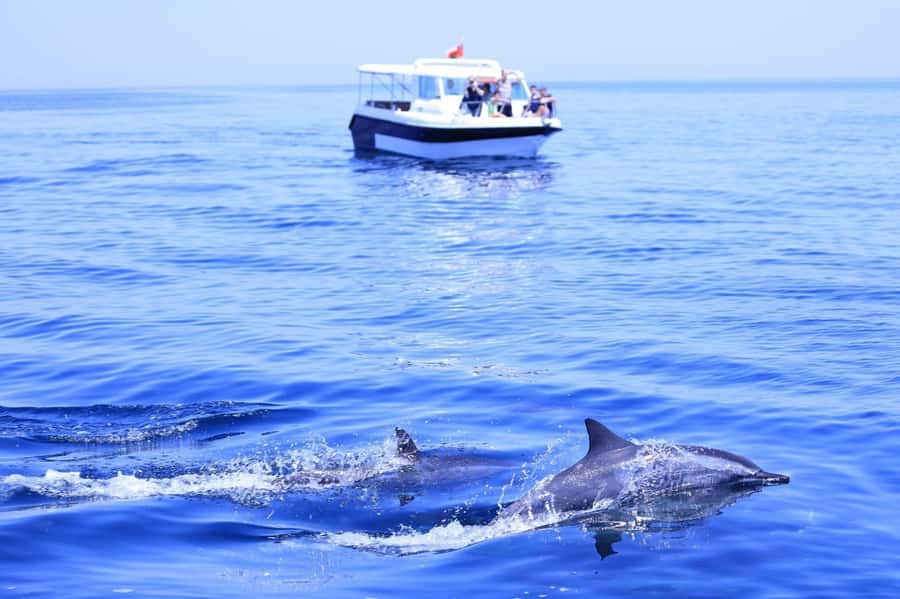 Muscat Dolphin Watching & Coastal Sightseeing Tour - Key highlights worth planning around