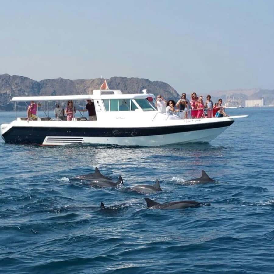 Muscat Dolphin Watching & Coastal Sightseeing Tour - Why Muscat Dolphins Are a Big Deal (Even on a Short Trip)