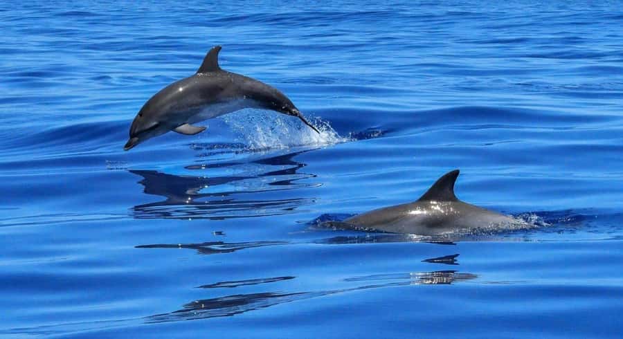 Muscat Dolphin Watching & Coastal Sightseeing Tour - The Van Ride: Scenic Muscat Time You Actually Use