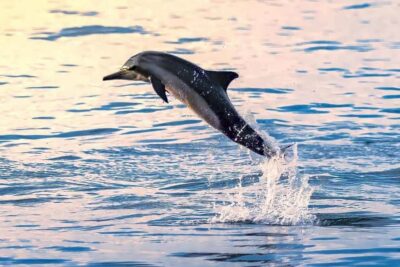 Muscat Dolphin Watching & Coastal Sightseeing Tour - Getting to Marina Bandar Al Rowdha and Your 9:30 Start