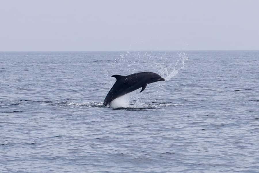 Muscat Dolphin Watching & Coastal Sightseeing Tour - What’s Included Aboard: Snacks, Drinks, and Small Wildlife Moments