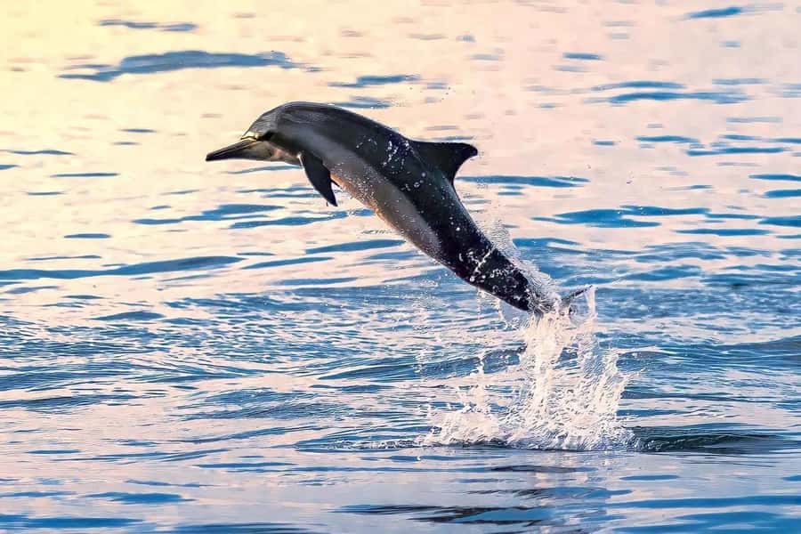 Muscat Dolphin Watching & Coastal Sightseeing Tour - Getting to Marina Bandar Al Rowdha and Your 9:30 Start