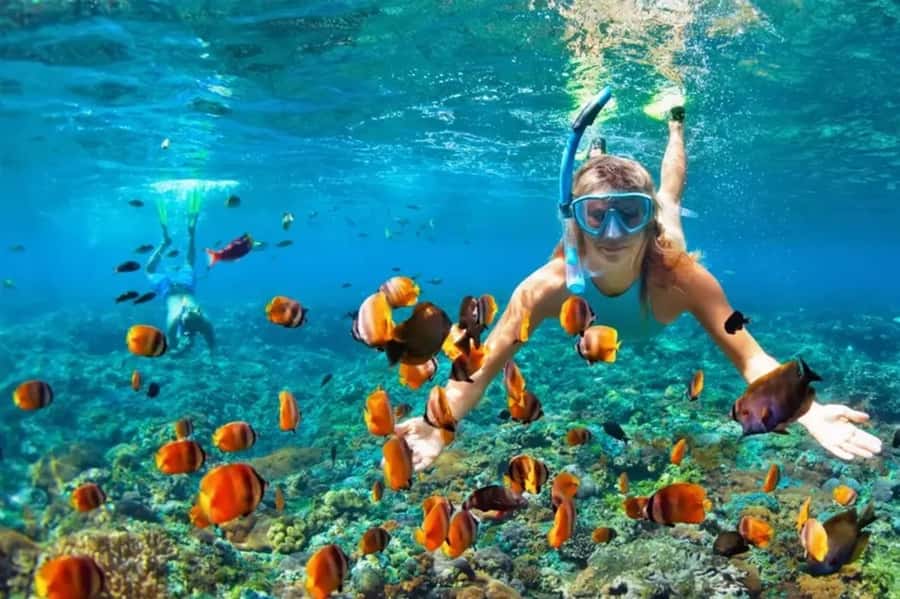 Muscat: Snorkeling and Dolphin Watching Tour - Key takeaways before you go