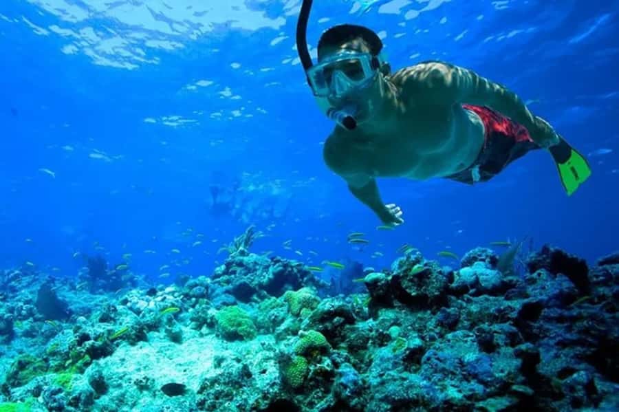 Muscat: Snorkeling and Dolphin Watching Tour - Price and value: what $50 buys you (and what to watch for)