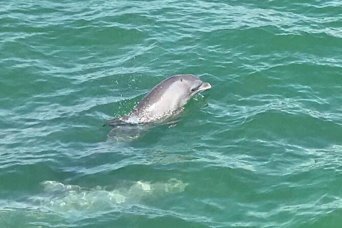 Myrtle Beach Dolphin Cruise - Crew Energy: Captains, First Mate, and the Humor That Makes It Stick