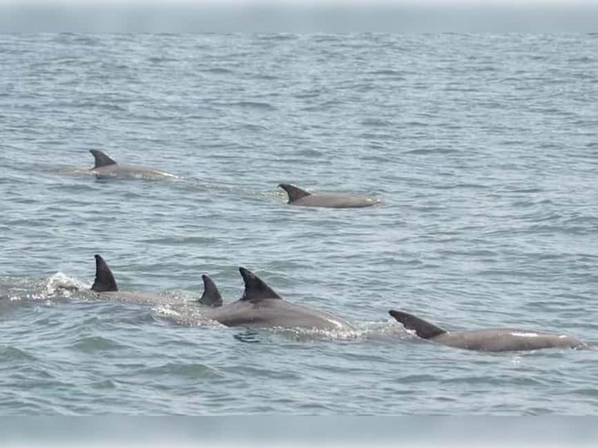 Myrtle Beach: Dolphin Cruise on the Sea Screamer - Key Highlights You’ll Feel Right Away