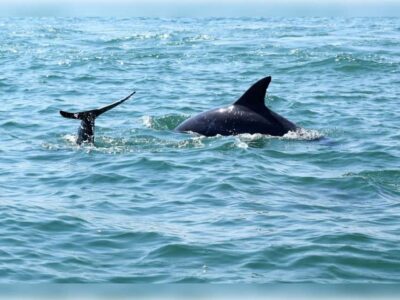 Myrtle Beach: Dolphin Cruise on the Sea Thunder - Getting There and Choosing Your Seat at the Canopy