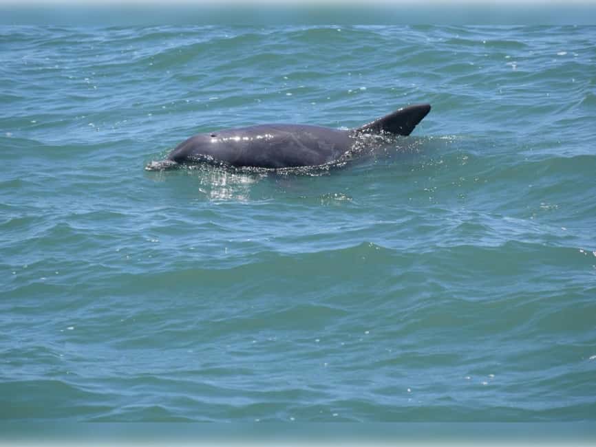 Myrtle Beach: Dolphin Cruise on the Sea Thunder - Weather and Dolphin Chances: How to Handle a Plan B