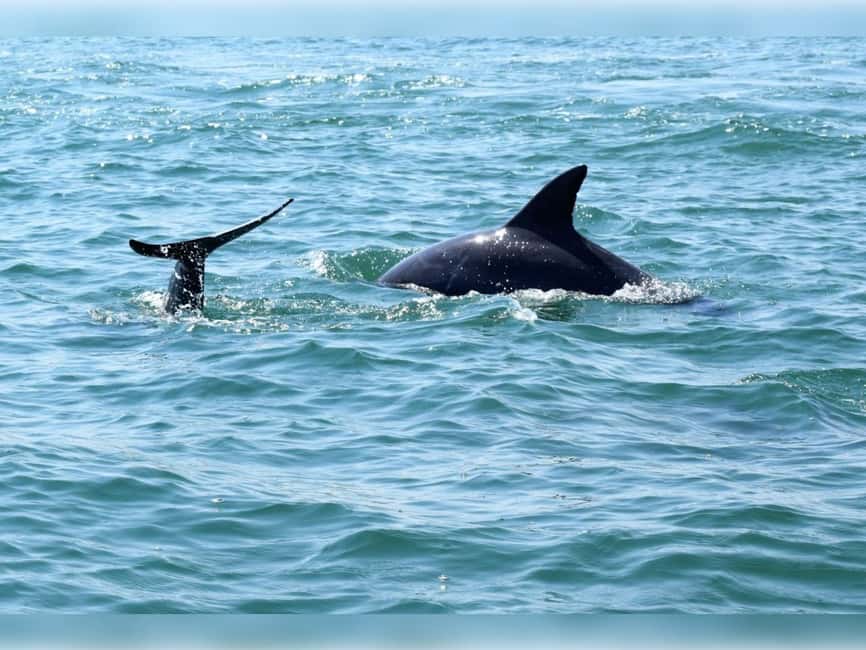 Myrtle Beach: Dolphin Cruise on the Sea Thunder - Getting There and Choosing Your Seat at the Canopy