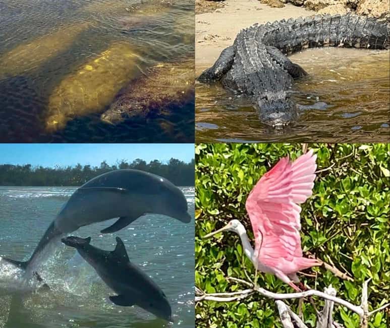 Naples, FL: Manatee, Dolphin, 10,000 Islands Beach Eco Tour - From Port of the Islands to Ten Thousand Islands Waters