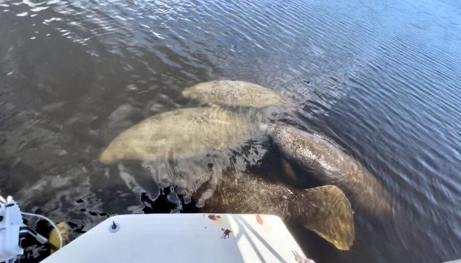 Naples, FL: Manatee, Dolphin, 10,000 Islands Beach Eco Tour - Manatees and Alligators: Patience Pays Off