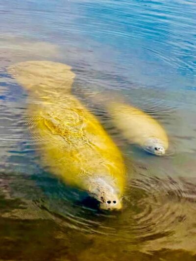 Naples, FL: Manatee, Dolphin, 10,000 Islands Beach Eco Tour - How the Tour’s Wildlife Scanning Actually Works