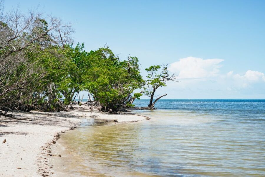 Naples, FL: Manatee, Dolphin, 10,000 Islands Beach Eco Tour - Captains and Guides: Why the Best Tours Feel Fun, Not Stiff