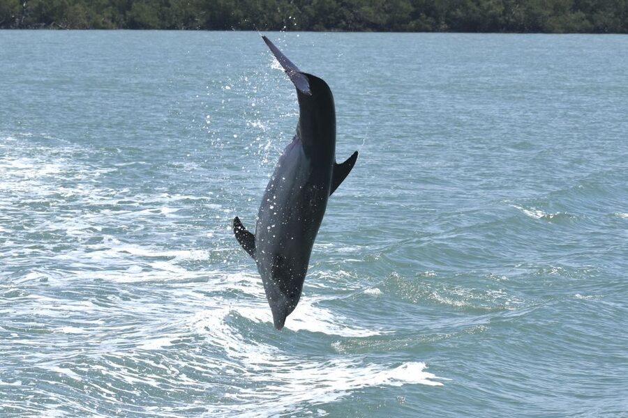 Naples, FL: Manatee, Dolphin, 10,000 Islands Sunset Cruise - From Naples to the marina: where the day starts (and why it matters)
