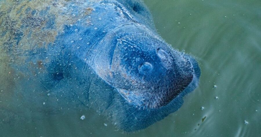 Naples, FL: Manatee, Dolphin, 10,000 Islands Sunset Cruise - The guide experience: Captain John, Captain Chris, and what their style changes