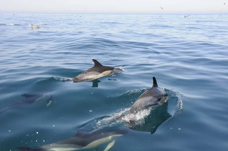 Nazaré: Dolphin Safari - Key things to know before you go