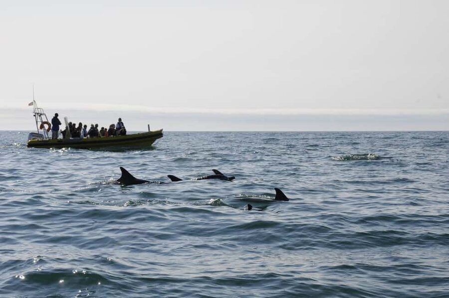 Nazaré: Dolphin Safari - Nazaré’s dolphin cruise: why this 2-hour outing is worth it
