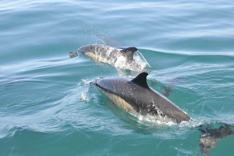 Nazaré: Dolphin Safari - The first cruise segment: where marine life viewing actually begins