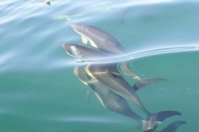 Nazaré: Dolphin Safari - Getting started at Avenida Manuel Remígio: smooth logistics, quick briefing