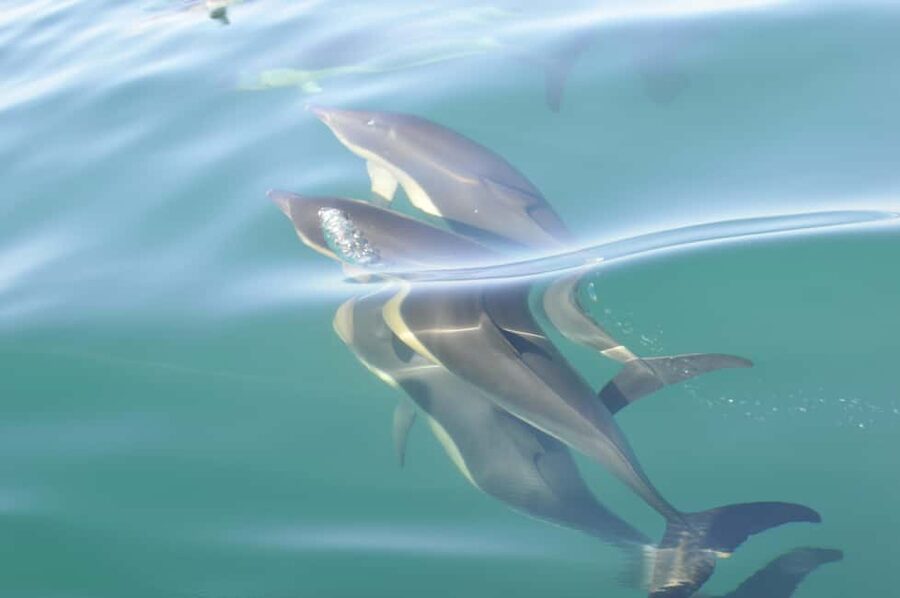 Nazaré: Dolphin Safari - Getting started at Avenida Manuel Remígio: smooth logistics, quick briefing