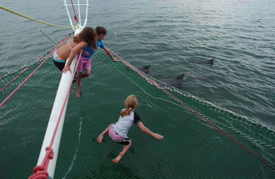 Nelson Bay: Dolphin Watch Cruise and Sail - Key things to know before you go