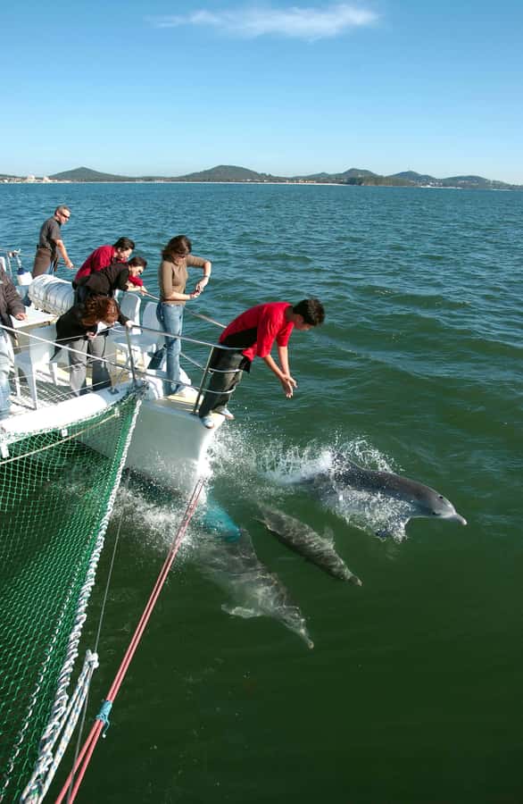 Nelson Bay: Dolphin Watch Cruise and Sail - Imagine Cruises catamaran layout: dry bow-net or wet boom-net
