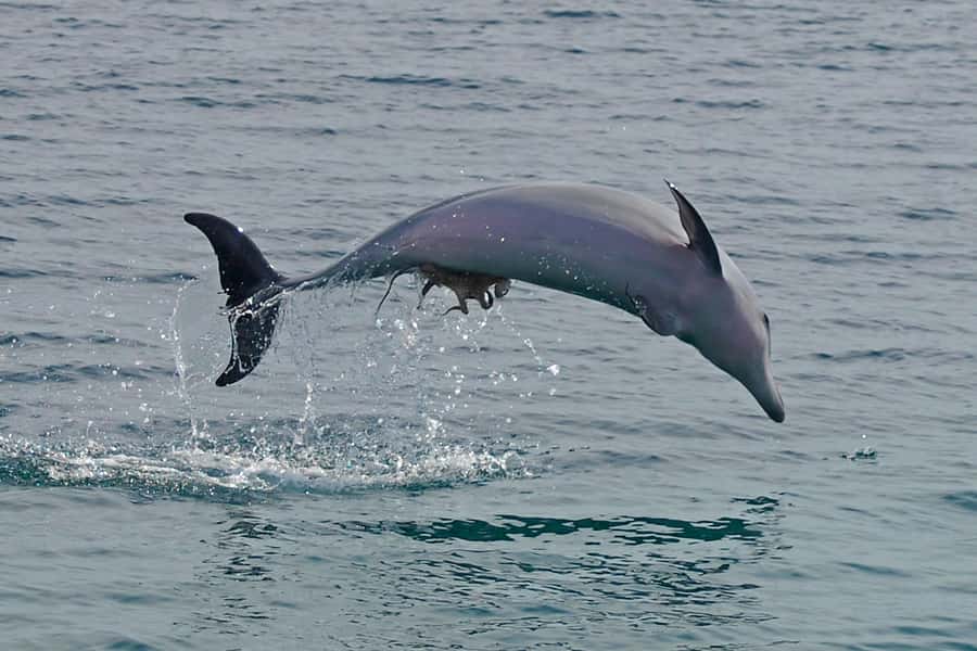 Nelson Bay: Dolphin Watch Cruise and Sail - Finding d’Albora Marina dock C without stress