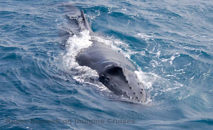 Nelson Bay: Whale and Dolphin Watching Catamaran Cruise - Key things to know before you sail