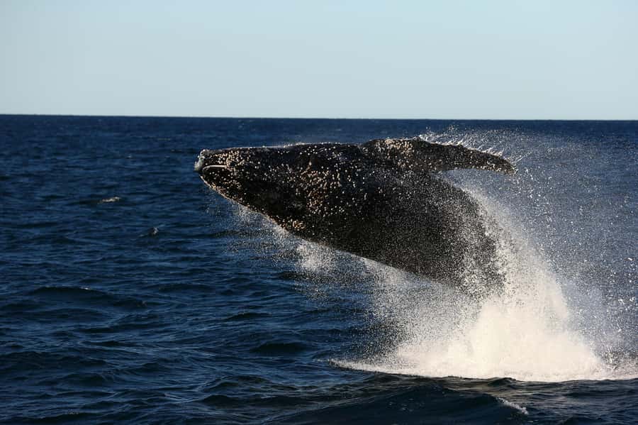 Nelson Bay: Whale and Dolphin Watching Catamaran Cruise - Entering the marina: how the cruise sets you up fast