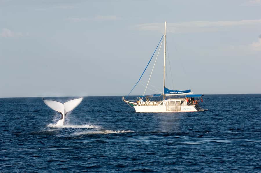 Nelson Bay: Whale and Dolphin Watching Catamaran Cruise - The 3-hour wildlife hunt: what happens after departure