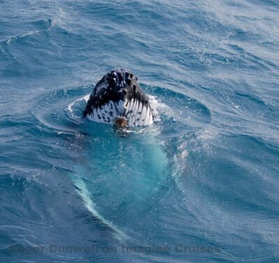 Nelson Bay: Whale and Dolphin Watching Catamaran Cruise - Why a 54-foot catamaran matters in Nelson Bay