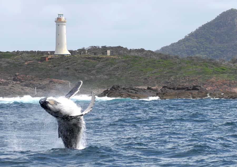 Nelson Bay: Whale and Dolphin Watching Catamaran Cruise - Drinks and snacks: plan for what’s included versus purchase