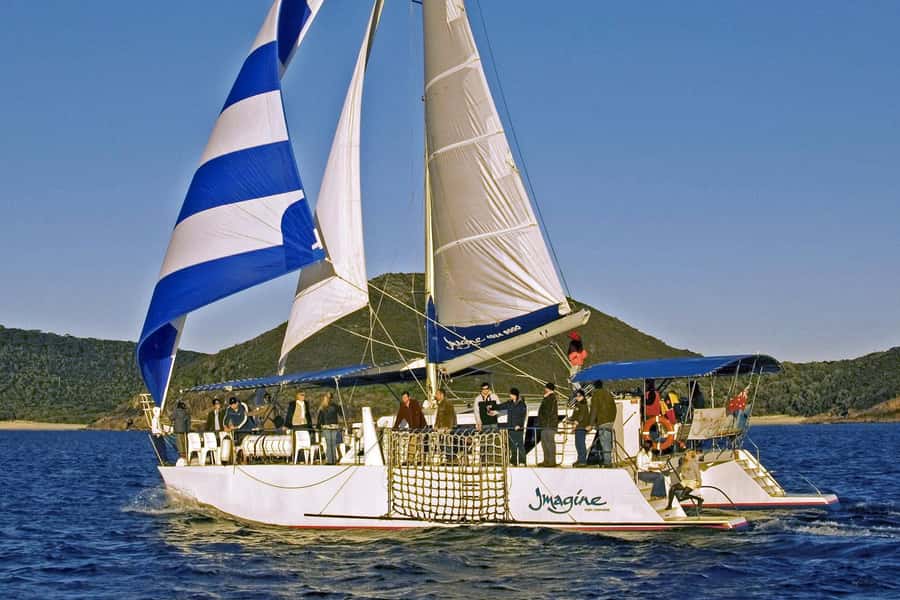 Nelson Bay: Whale and Dolphin Watching Catamaran Cruise - Who should book (and who should skip)