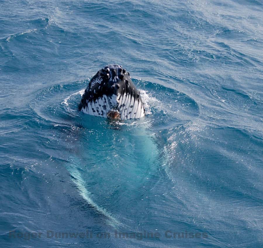 Nelson Bay: Whale and Dolphin Watching Catamaran Cruise - Why a 54-foot catamaran matters in Nelson Bay